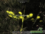 7-days-to-die-goldenrod