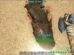 Ark-Survival-Evolved-coel