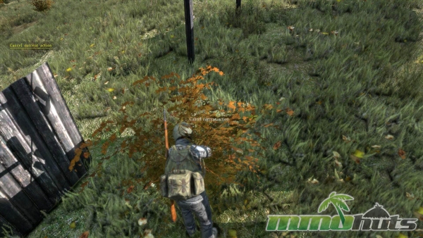 DayZ-berries