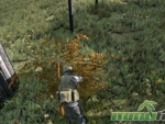 DayZ-berries