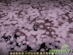 dont-starve-pick-weed