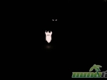 dont-starve-together-ghost