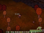 dont-starve-together-sapling