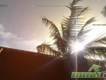 dying-light-light-palm-tree