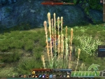 Echo-of-Soul-Wheat