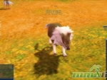 Lucent-Heart-Zoom-Wolf
