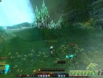 Maestia-Swimming-crabs