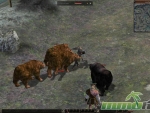 Metin-2-active-combat