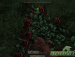Mortal-Online-gathering