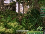 New-World-jungle
