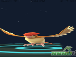 pokemon-go-pidgeotto-evo