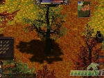 Salem-foraging