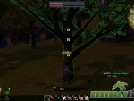 Tree-of-Life-broadleef-tree