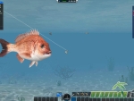 World-of-Fishing-underwater-cam