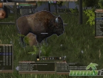 Wurm-Online-bison